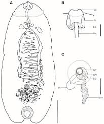 Image result for Amphiasma