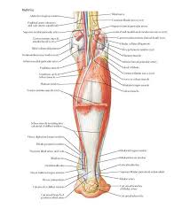 Type ii a fibers are found throughout the body, but especially in the legs where they work to support your body throughout a long day of walking and. Muscles Of Leg Intermediate Dissection Posterior View Anatomy Adductor Magnus Tendon Popliteal Artery Deeper And Vei Leg Muscles Anatomy Muscle Anatomy