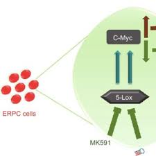 However, as with other types of cancer,. Pdf Pharmacological And Genetic Targeting Of 5 Lipoxygenase Interrupts C Myc Oncogenic Signaling And Kills Enzalutamide Resistant Prostate Cancer Cells Via Apoptosis