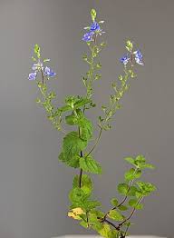 Image result for Veronica abyssinica