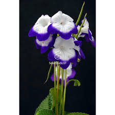 Image result for Streptocarpus eylesii