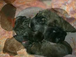 A pitbull shepherd mix temperament is a major point of contention for most prospective dog owners. Pit Bull German Shepherd Cross Bred Little Mistake Youtube