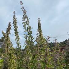 Image result for Urtica