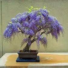 Check spelling or type a new query. Jacaranda Mimosifolia Ornamental Blue Jacaranda Bonsai Tree 10 Seeds In 2021 Wisteria Bonsai Bonsai Seeds Wisteria Tree