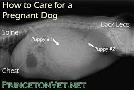 Pin On Dogs