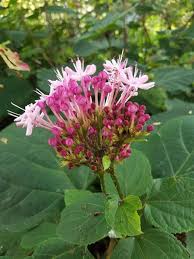 Image result for Clerodendrum buchneri