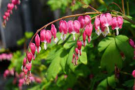 Bleeding Heart 1338534 960 720 Jpg 960 640 Shade Perennials Bleeding Heart Bleeding Heart Flower