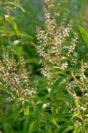 Image result for Aloysia citrodora