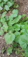 Image result for Malva verticillata