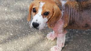 Image result for scabies dogs detail