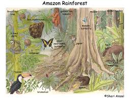 Amazon rainforest, large tropical rainforest occupying the amazon basin in northern south america and covering an area of 2,300,000 square. Amazon Rainforest Of South America