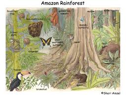 The rainforest alliance works hard to protect rainforests and the biodiversity within them through the sustainable management of tropical forests, restoring degraded land surrounding forests, and protecting rivers and streams. Amazon Rainforest Of South America