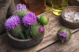 Image result for milk thistle