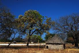 Image result for Albizia antunesiana