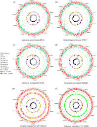 Image result for Neisseriaceae