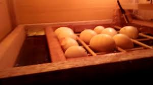 Telur ayam hias serama untuk di tetaskanrp20.000: Proses Penetasan Telur Ayam Serama Full Otomatis Youtube