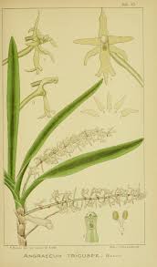 Image result for Tridactyle scottellii