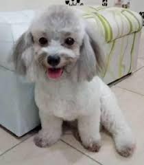 Excellent customer service and free delivery over £19.99. Doggy Daycare In Kuching With Best Prices On Petbacker
