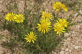 Image result for Hirpicium bechuanense