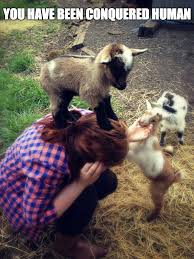 Quotes About Goats. QuotesGram