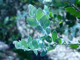 Image result for Acacia podalyriifolia