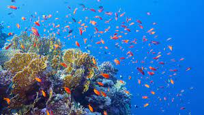 The coral reef alliance (coral) is an environmental ngo that is on a mission to save the world's coral reefs. Sensation Forscher Entdecken 500 Meter Hohes Korallenriff Im Great Barrier Reef The Weather Channel Artikel Von The Weather Channel Weather Com