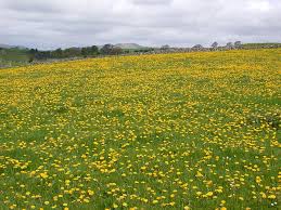 Maybe you would like to learn more about one of these? Dandelion Wild Flower Finder