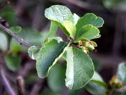 Image result for Cordia monoica