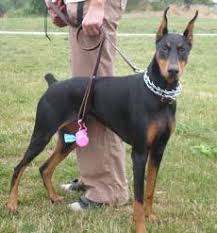 Black And Tan Doberman Pinscher Doberman Without Ears Cropped Google Search Doberman Pinscher Doberman Pinscher Dog Doberman