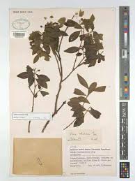 Image result for Olinia vanguerioides
