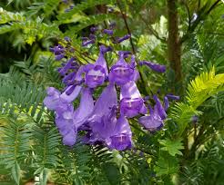 Specific bonsai care guidelines for the jacaranda mimosifolia. Jacaranda Bonsai Blue A Dwarf Jacaranda Tropical Looking Plants Other Than Palms Palmtalk