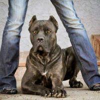 Thank you so much for our cane corso puppy george. Pin By 563 210 1006 On Cane Corso Mastiff Cane Corso Dog Cane Corso Corso Dog
