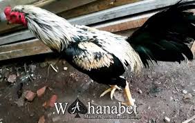 Ayam pamangon memiliki pukulan keras, dalam dan berefek. 85 Gambar Ayam Wido Cempaka Terlihat Keren Infobaru