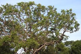 Image result for Pterocarpus