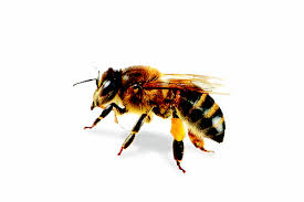 Intellect worldwide services are trusted by. Bee Pestgroup Fumigation Sdn Bhd