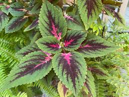 Image result for Coleus hereroensis