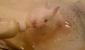 Even if they are nearly covered in mud, it's a better idea to use a dry bath section by section than to get them wet, as this poses a risk of sending them into shock. Viral Rabbit Video Isn T So Cute When You Know The Real Story The Dodo