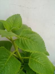 Topically, lemon balm can be used as an oil or liniment for its antihistamine properties. Please Help To Identifying This Mint Plant