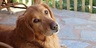 Find golden retriever in dogs & puppies for rehoming | 🐶 find dogs and puppies locally for sale or adoption in toronto (gta) : Golden Retriever Price Everything You Need To Know My Dog S Name