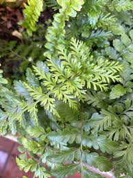 Image result for Asplenium holstii