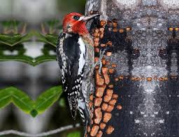 10 unique animals you won t believe exist. Yellow Bellied Sapsucker Life Expectancy