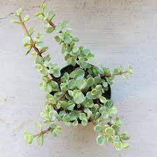 Elephant Bush Succulents Jade Plants Bush Plant