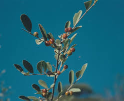 Image result for Grewia flava