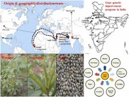 Image result for Cyamopsis serrata