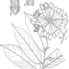 Image result for Annickia ambigua