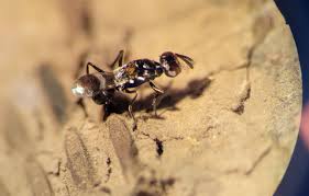 Image result for Scleria delicatula