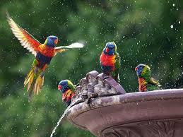 Bird Bath Most Beautiful Birds Pet Birds Beautiful Birds
