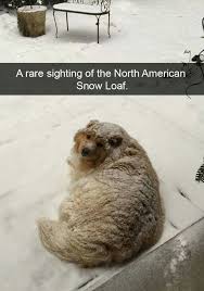 The North American Snow Loaf Dog Snapchats Funny Animal Pictures Funny Animals