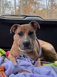 Adopting At-Risk Puppies in Atlanta, GA