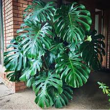 Pin On Plantsbank Articles